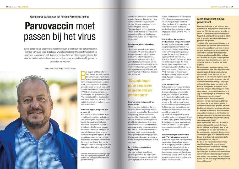 Varkens krant